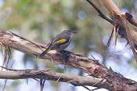 Crescent Honeyeater - Phylidonyris pyrrhoptera