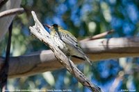 Olive-backed Oriole - Oriolus sagittatus