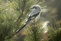 Chinese Gray Shrike - Lanius sphenocercus