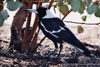 Australasian Magpie - Gymnorhina tibicen