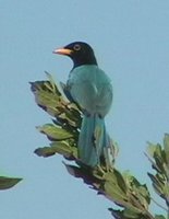 Yucatan Jay - Cyanocorax yucatanicus