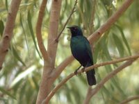 Lesser Blue-eared Glossy-Starling - Lamprotornis chloropterus