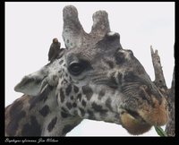 Yellow-billed Oxpecker - Buphagus africanus