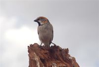 Kenya Rufous Sparrow - Passer rufocinctus