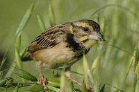 Bengal Weaver - Ploceus benghalensis