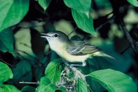 Bell's Vireo - Vireo bellii