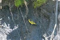 Yellow-rumped Siskin - Carduelis uropygialis