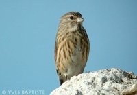 Eurasian Linnet - Carduelis cannabina