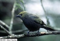 Palm Tanager - Thraupis palmarum