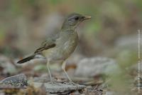 African Thrush, Turdus pelios