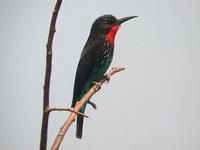 Black Bee-eater