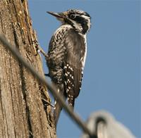 European Three-toed Woodpecker