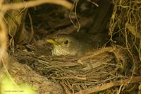 *NEW* Rufous-bellied Thrush (on nest)