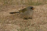 *NEW Great Pampas Finch