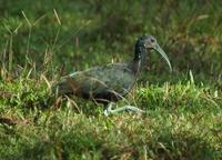 Green Ibis stop - onto Savegre Hotel  