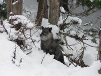 A serow in the valley near Yudanaka, Japan.  Not a wild boar as I first thought