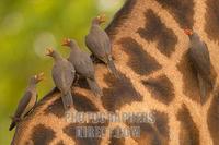 Red Billed Oxpeckers on a thornicrofts giraffe stock photo