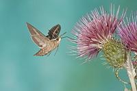 ...White Lined Sphinx ( Hyles lineata ) , feeding on nectar from thistle flower , Gila National For