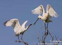 Kolpik bily (Platalea leucorodia)