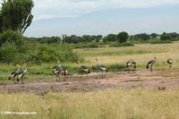 Flock of Grey crowned crane (Balearica regulorum) on the African savanna