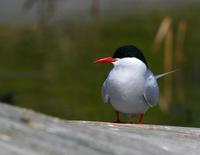 Arctic Tern (Sterna paradisaea)