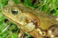 : Bufo ictericus