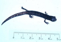 : Pseudoeurycea altamontana
