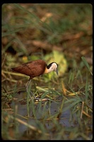 : Actophilornis africanus; African Jacana