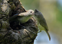 : Baeolophus inornatus; Oak Titmouse