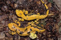 : Salamandra salamandra gigliolii; Fire Salamander