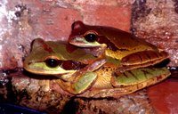 : Smilisca phaeota; Masked Tree Frog