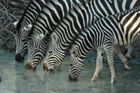 : Equus quagga; Plains Zebra