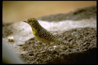 : Trachyphonus darnaudii; D'arnaud's Barbet