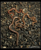 : Charina bottae; Rubber Boa