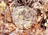 : Crotalus horridus horridus; Timber Rattlesnake