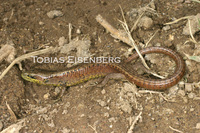 : Mesaspis monticola