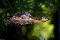 : Paleosuchus palpebrosus; Cuvier's Dwarf Caiman