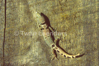 : Sphaerodactylus homolepis