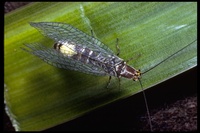 : Nothochrysa californica; Lacewing