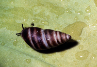 : Bulimulus guadalupensis