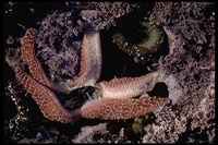 : Pisaster ochraceus; Ochre Star