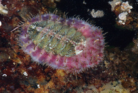 : Placiphorella velata; Veiled Chiton