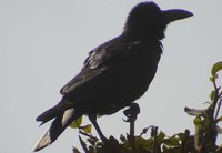 Large-billed Crow (Corvus macrorhynchos)