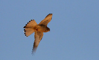 Female Lesser Kestrel