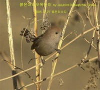 붉은머리오목눈이 Vinous-throated Parrotbill...