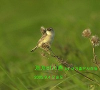 개개비사촌 Zitting Cisticola