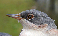 Subalpine Warbler Photograph by Mark Breaks