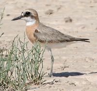 Greater Sandplover