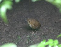 タカサゴミソサザイ Pygmy Wren-Babbler Pnoepyga pusilla