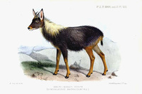 Joseph Smit White-Maned Serow